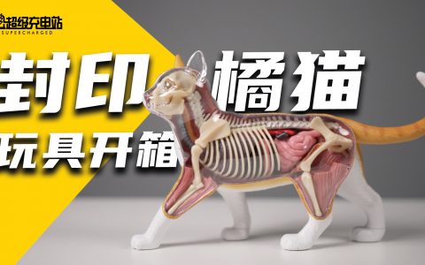 2021年，我们封印了一只猫