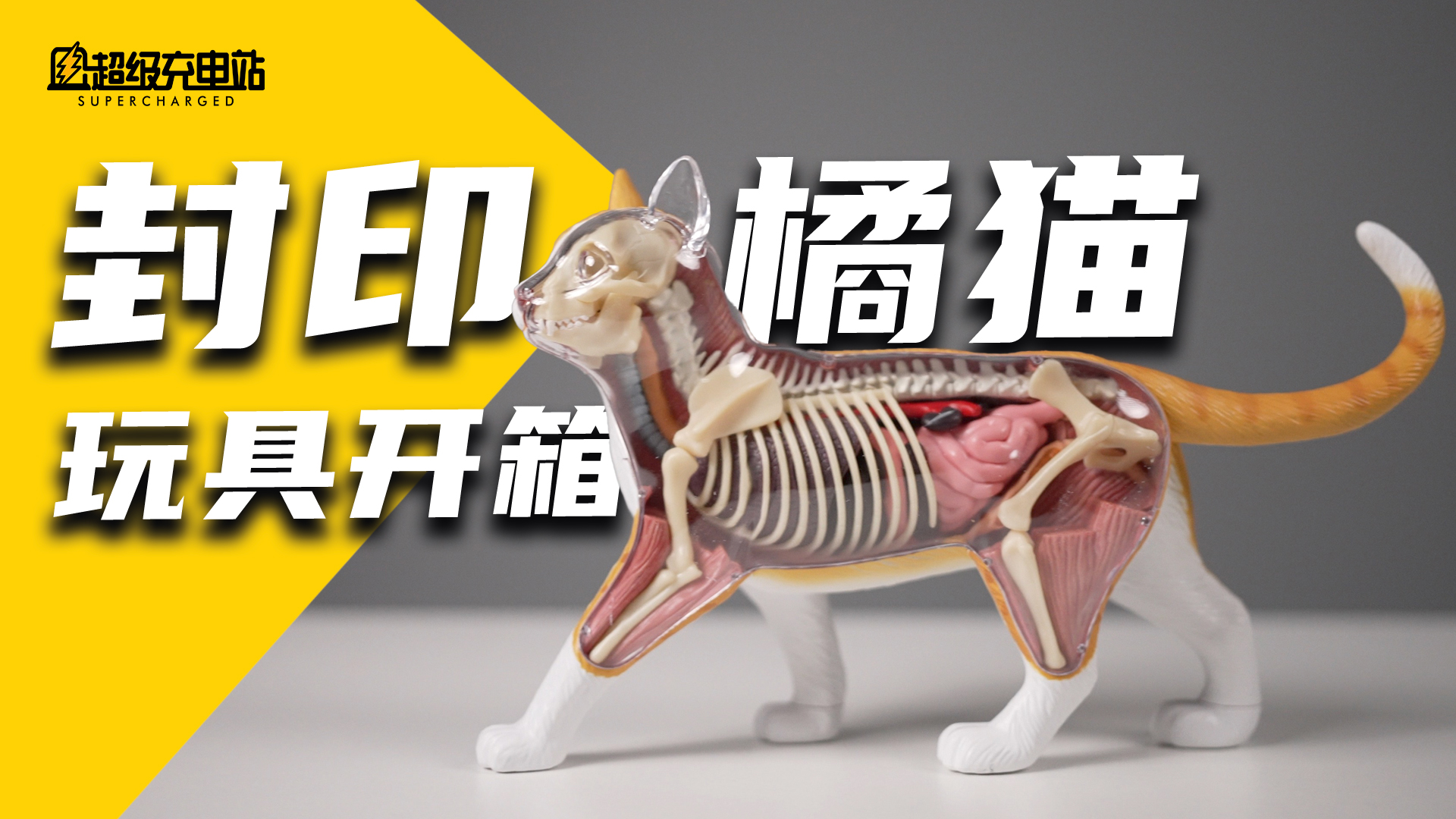 2021年，我们封印了一只猫